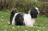 LHASSA APSO 309